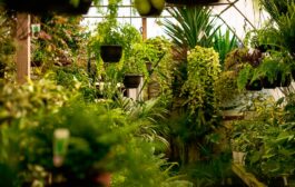 প্রকৃতি বান্ধব ব্যবসা